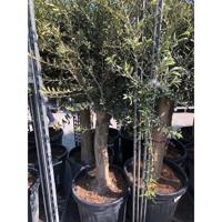 Oliventræ 46 cm potte